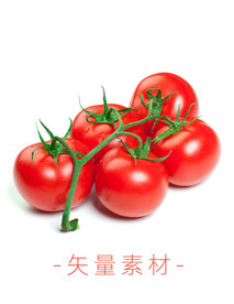 番茄 西红柿