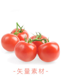 番茄 西红柿