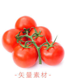番茄 西红柿