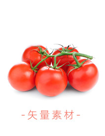 番茄 西红柿