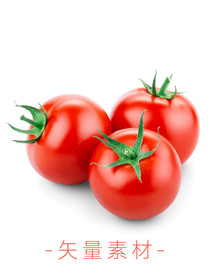 番茄 西红柿
