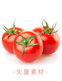 番茄 西红柿