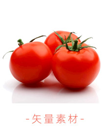 番茄 西红柿