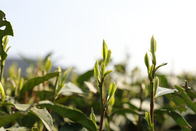 梅家坞茶园  西湖龙井茶