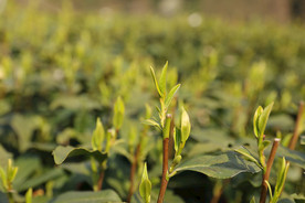 梅家坞茶园 青山 西湖龙井茶