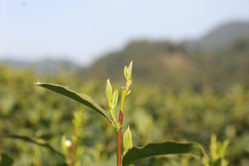 梅家坞茶园 青山 西湖龙井茶