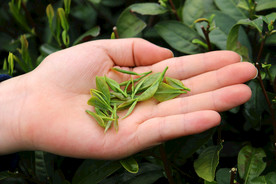 梅家坞茶园 青山