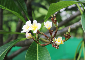 鸡蛋花
