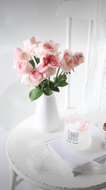 玫瑰 月季 插画