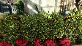 生态餐厅农家乐图片