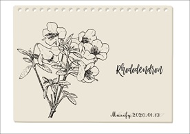 杜鹃花素描手绘稿