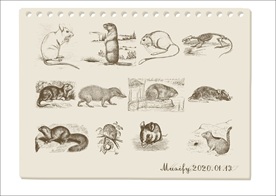 啮齿类动物素描图