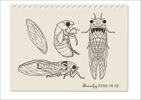 秋蝉分解手绘稿