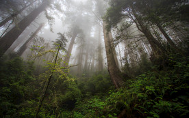 清新自然风景