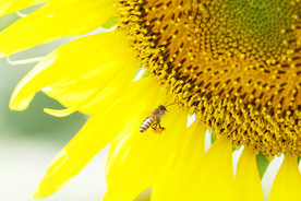 蜜蜂