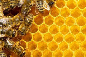 蜂蜜