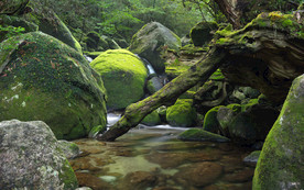 清新自然风景