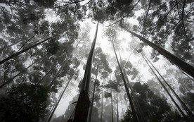 清新自然风景