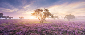 清新自然风景