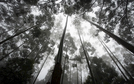 清新自然风景