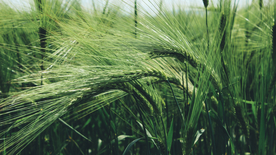 翠绿生长的小麦