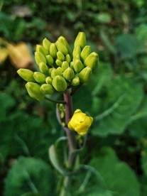 油菜花 绿色 植物 摄影 花苞