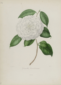 手绘插画 茶花 装饰画 图谱