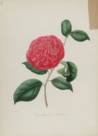 手绘插画 茶花 装饰画 图谱