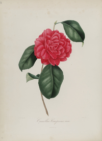 手绘插画 茶花 装饰画 图谱