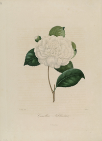 手绘插画 茶花 装饰画 图谱