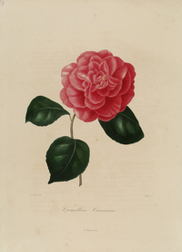 手绘插画 茶花 装饰画 图谱