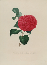 手绘插画 茶花 装饰画 图谱