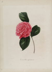 手绘插画 茶花 装饰画 图谱