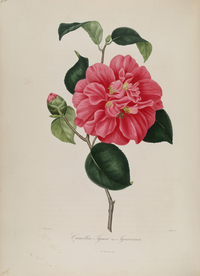 手绘插画 茶花 装饰画 图谱