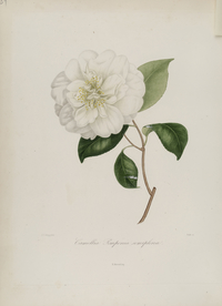 手绘插画 茶花 装饰画 图谱