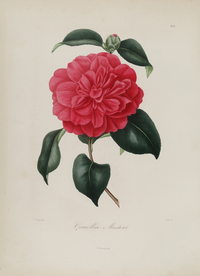 手绘插画 茶花 装饰画 图谱