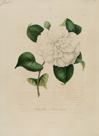 手绘插画 茶花 装饰画 图谱