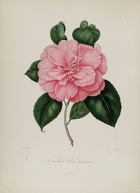 手绘插画 茶花 装饰画 图谱