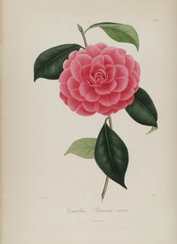 手绘插画 茶花 装饰画 图谱