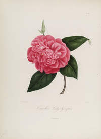 手绘插画 茶花 装饰画 图谱