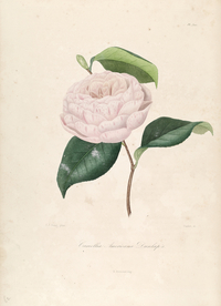 手绘插画 茶花 装饰画 图谱