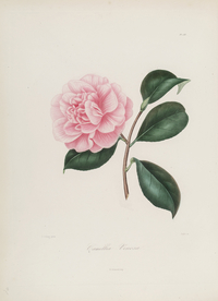 手绘插画 茶花 装饰画 图谱