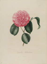 手绘插画 茶花 装饰画 图谱