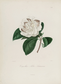 手绘插画 茶花 装饰画 图谱