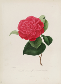 手绘插画 茶花 装饰画 图谱