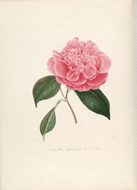 手绘插画 茶花 装饰画 图谱