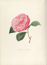 手绘插画 茶花 装饰画 图谱