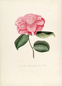 手绘插画 茶花 装饰画 图谱