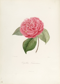 手绘插画 茶花 装饰画 图谱