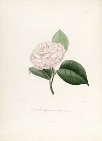 手绘插画 茶花 装饰画 图谱